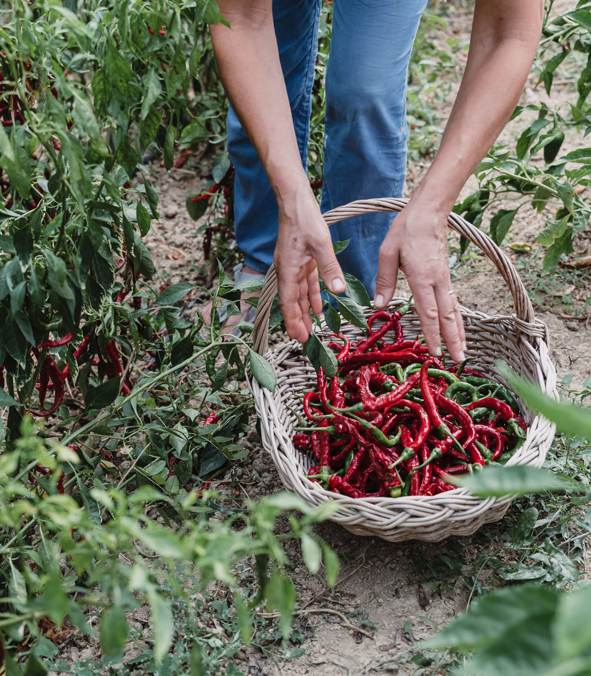 Pasquale's Peppers